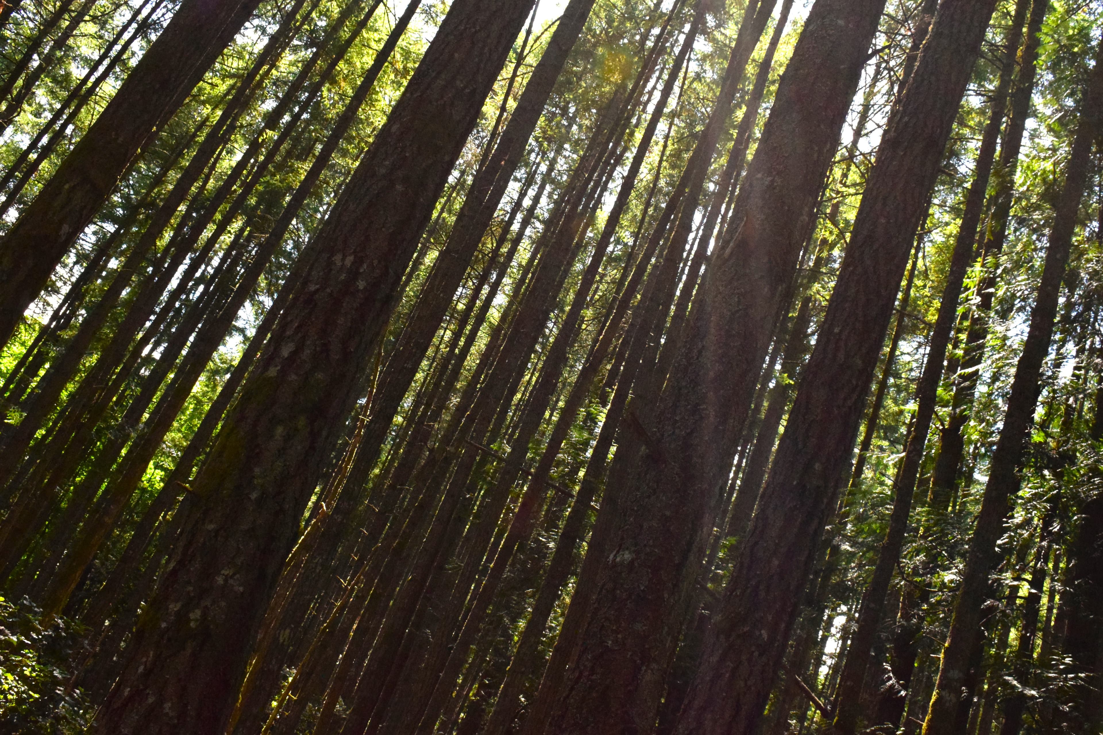 Fireside Kids Camp - Canada - Landscapes 17