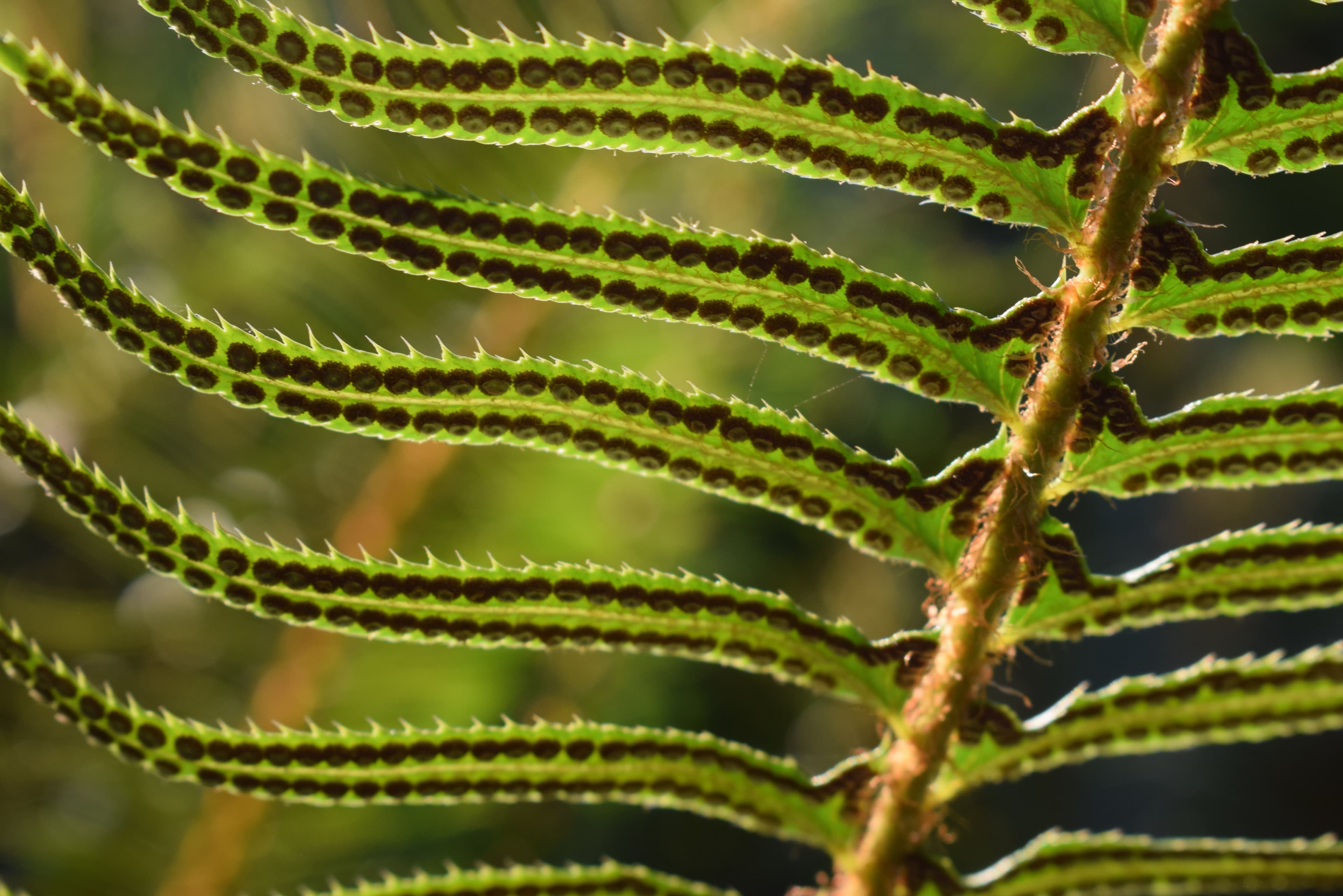 Fireside Kids Camp - Canada - Landscapes 2