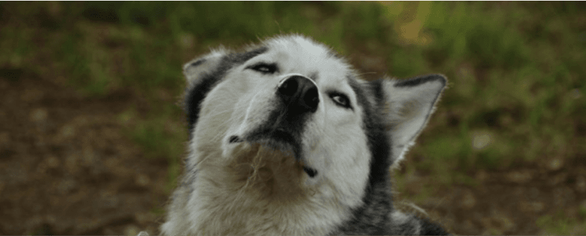 Husky Camp - Walsrode - regular 8