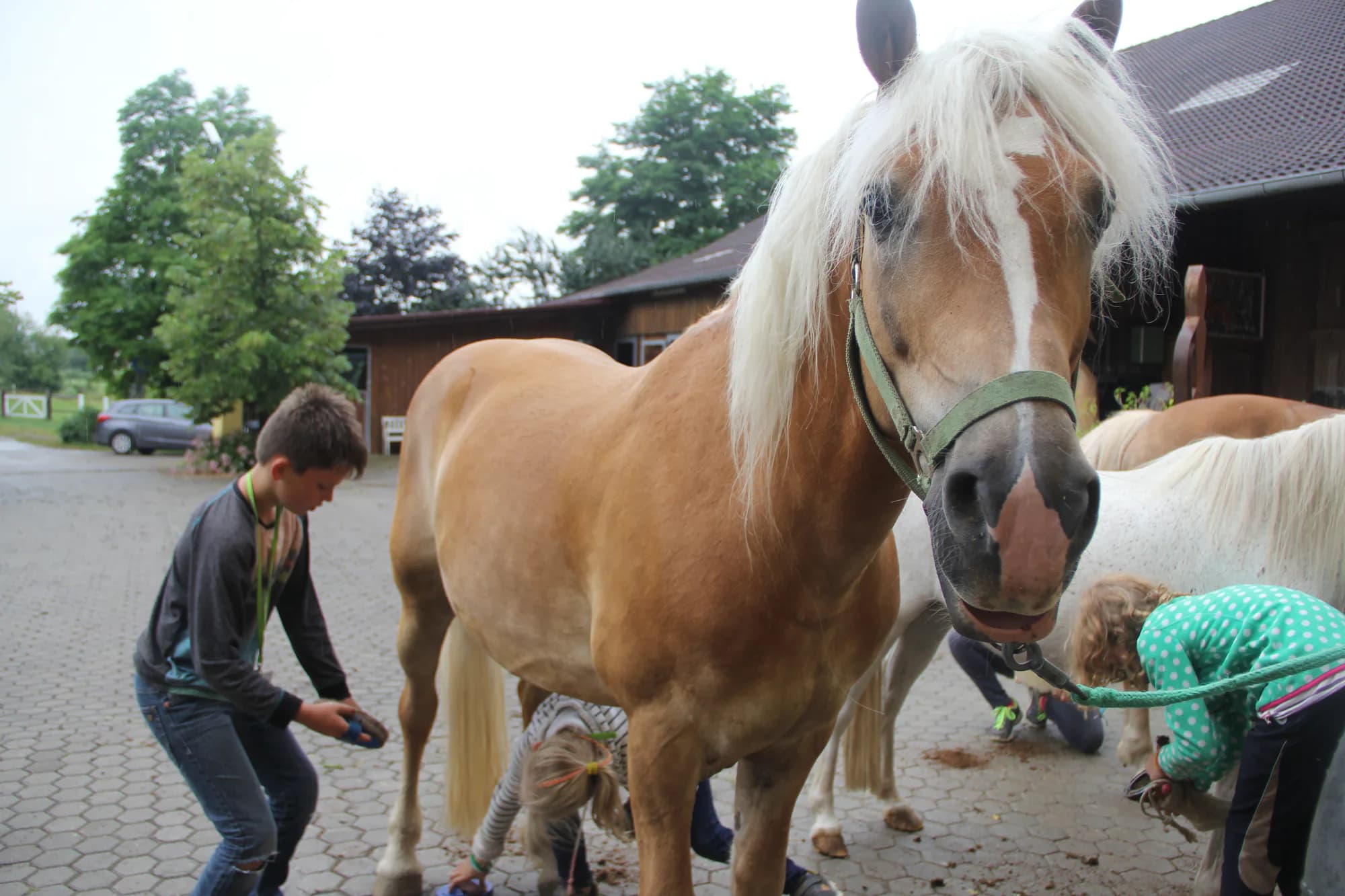 Campamento de Equitación - Walsrode - regular 12