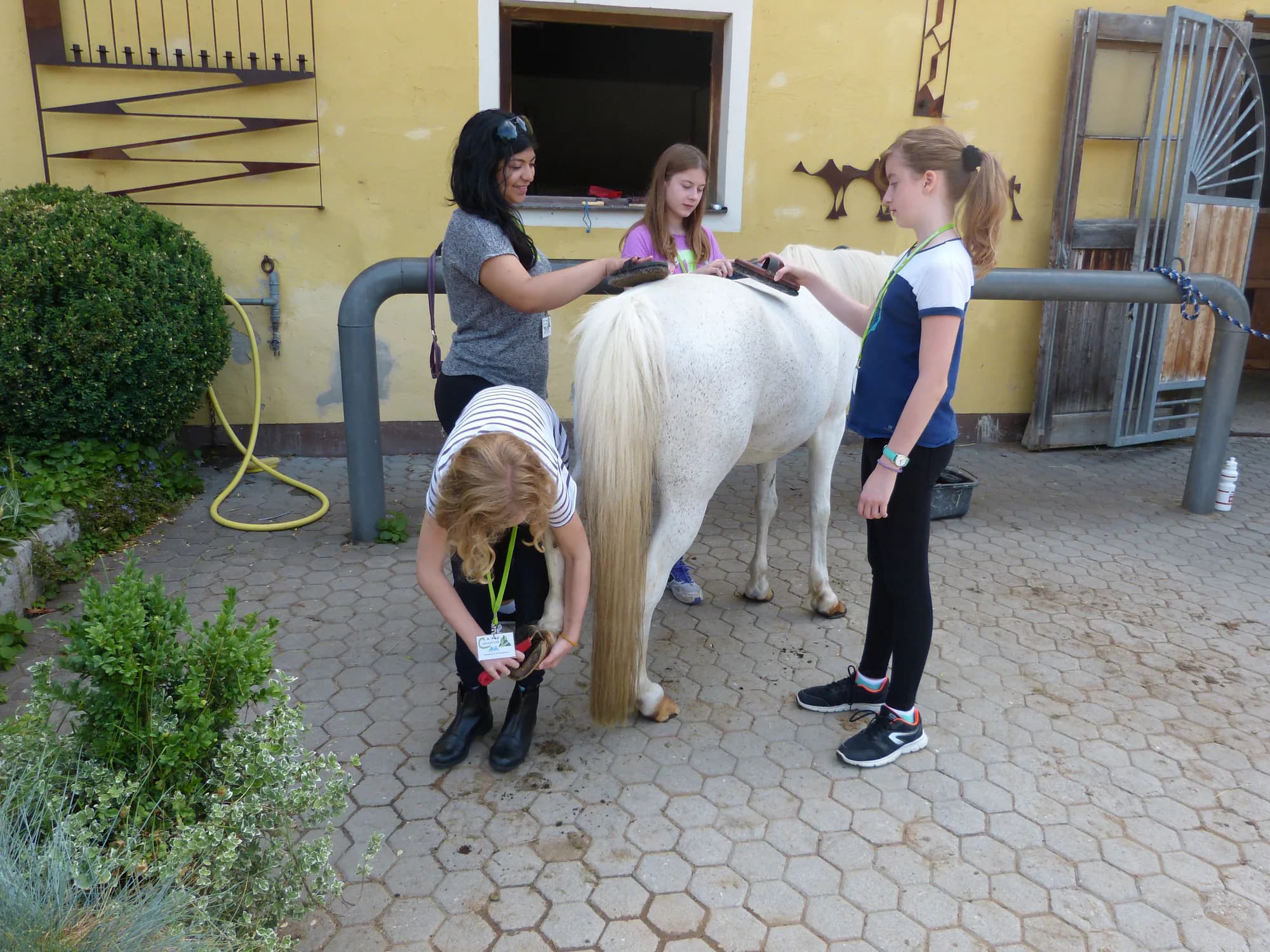 Campamento de Equitación - Walsrode - regular 4