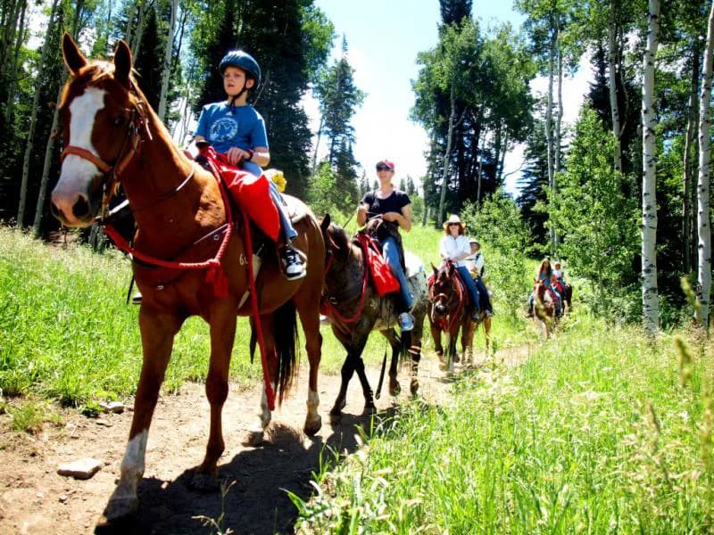 Campamento de Equitación - Walsrode - regular 16